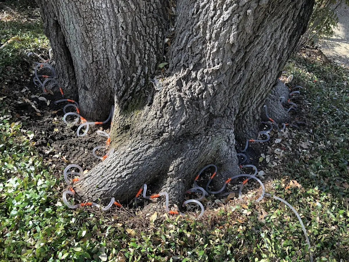 Detailed Tree Cabling and Bracing job site in Avondale