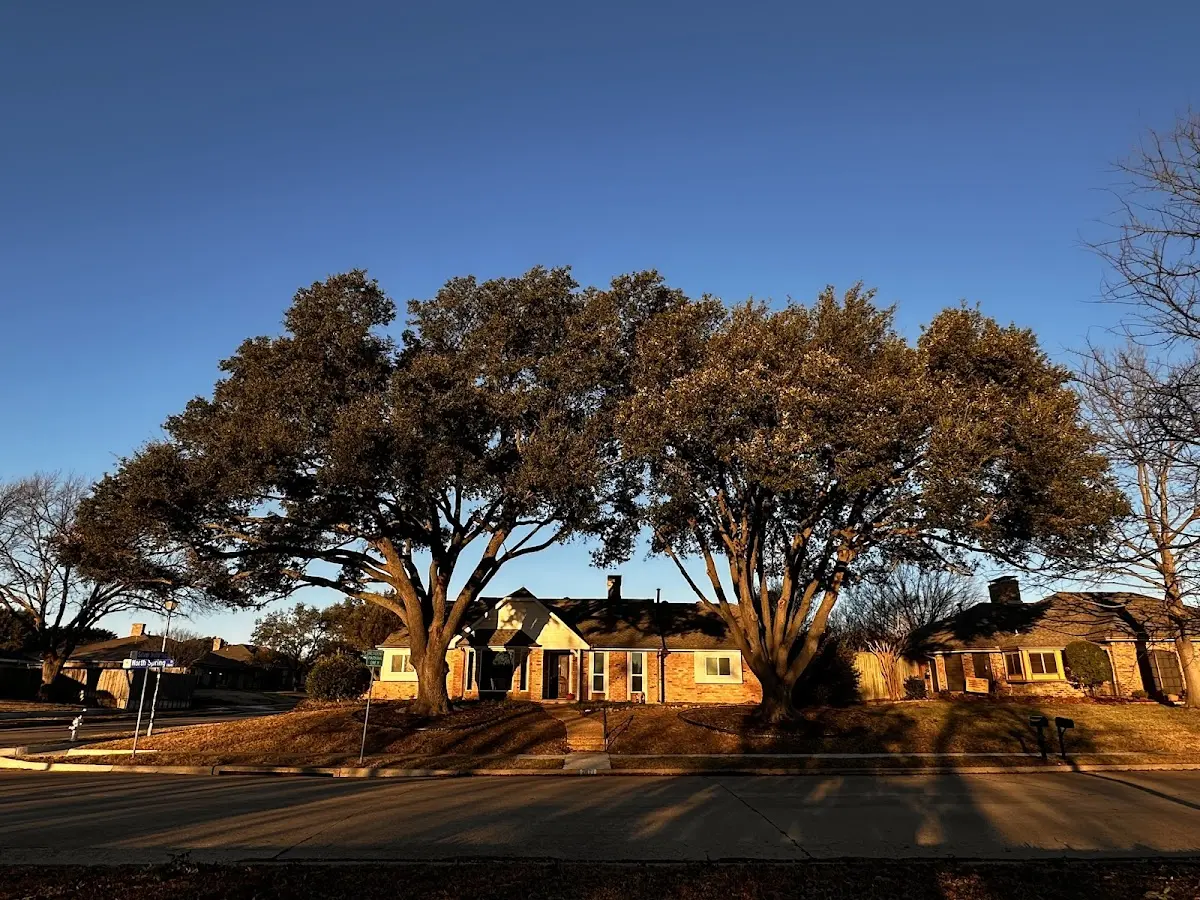 Established residential canopy tree shading a home in Avondale